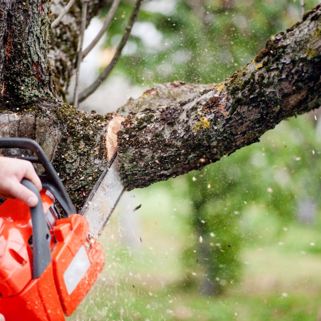 tree cutting services