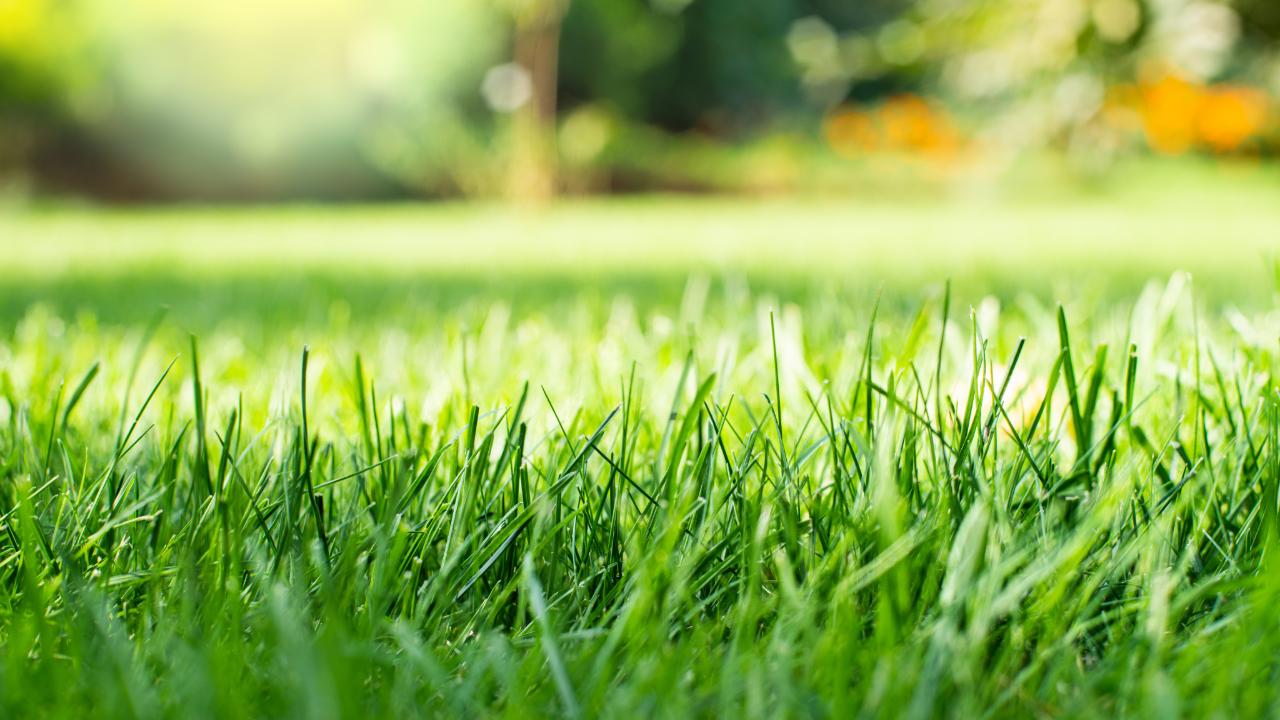 10 Lawn Care Tips For The Perfect Lawn