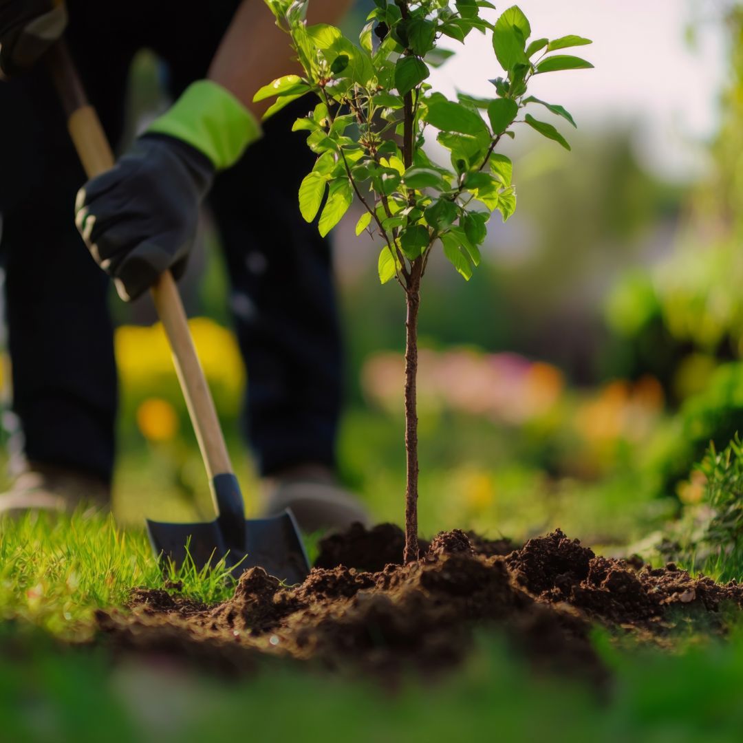 landscaper planting small tree
