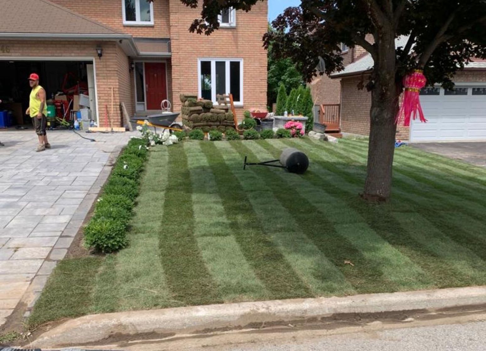 cut lawn