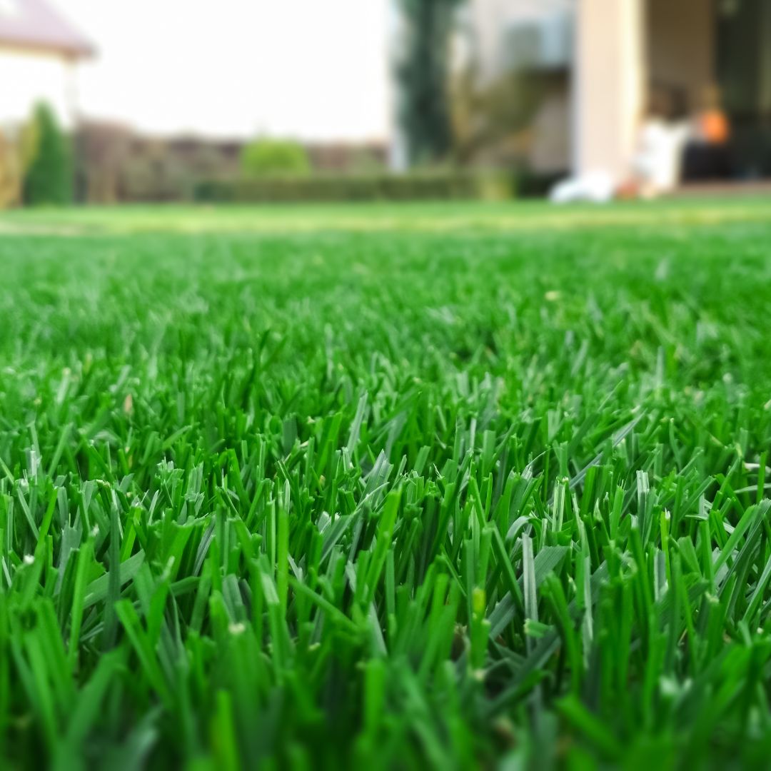 lawn