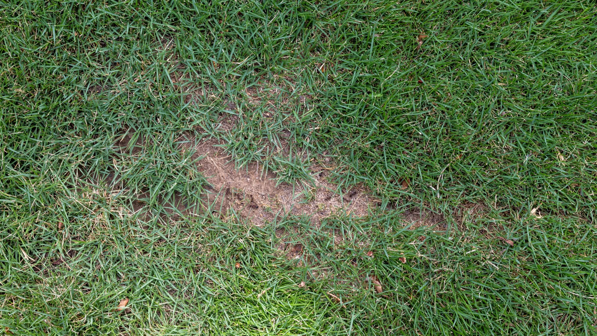 Watch for Pests and Lawn Diseases