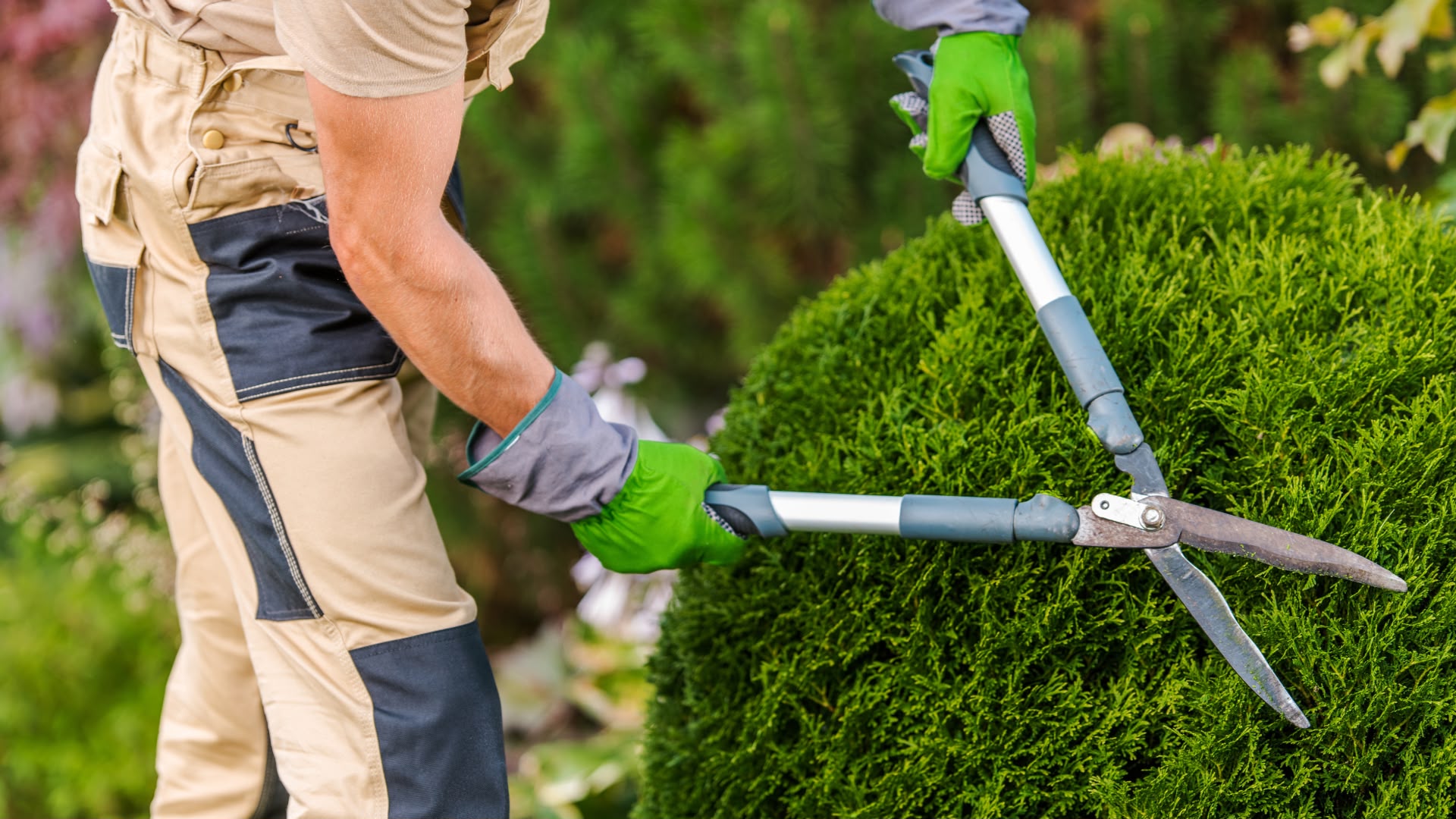 trimming shrub