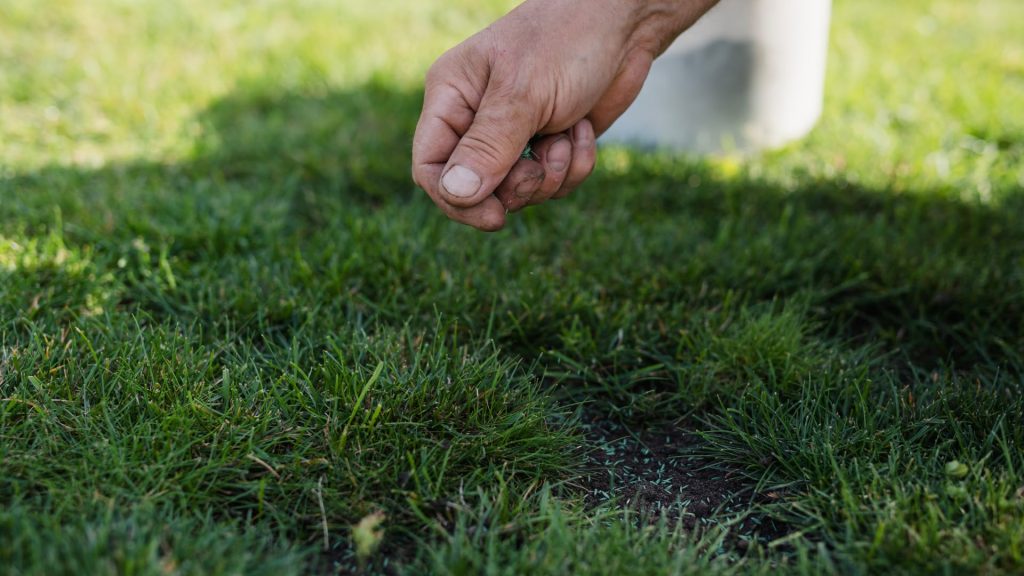 Overseed Thin Areas