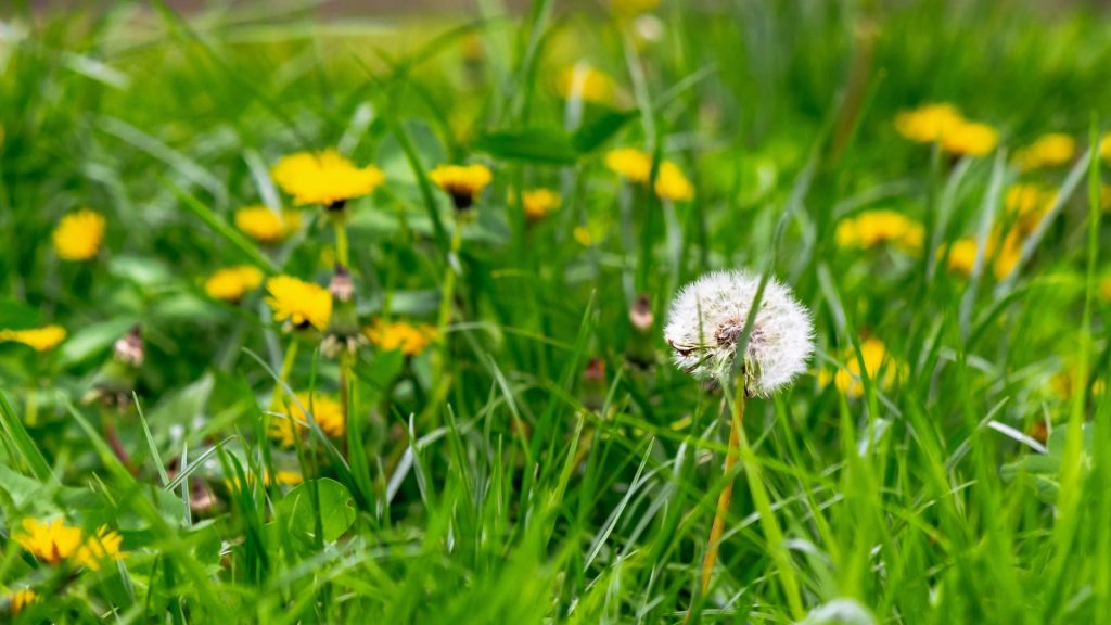 Remove Weeds Before Winter