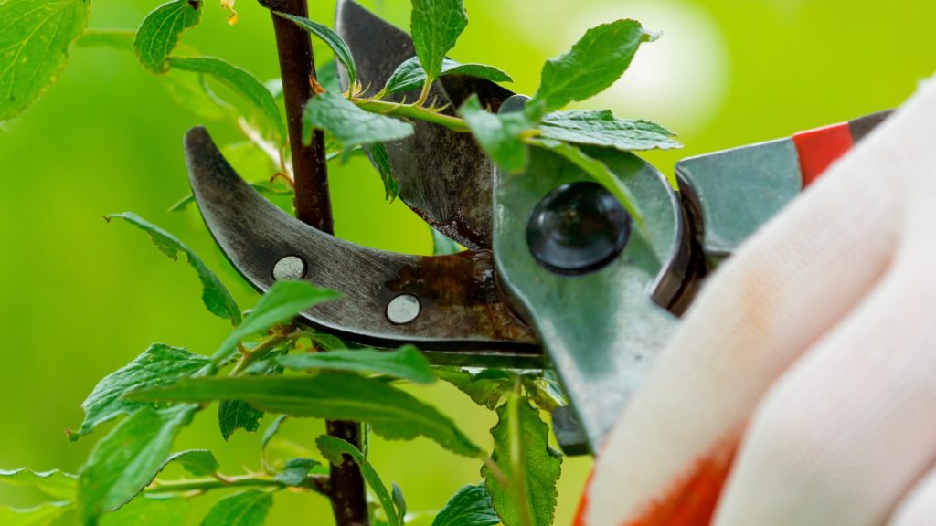 Trim Plants and Clean Garden Beds