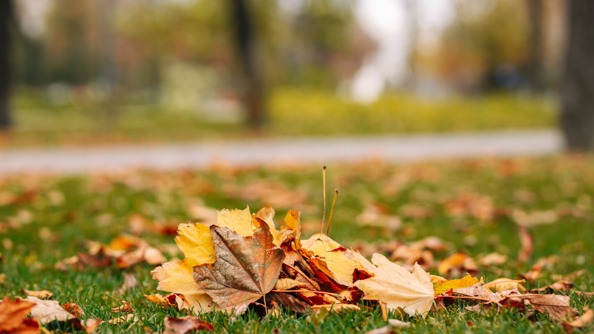 Fall Lawn Care Checklist for Ontario Homeowners